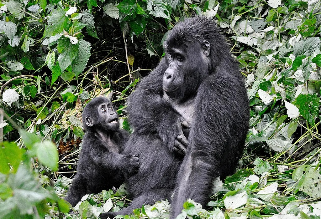 5 Day Rwanda Gorilla Safari with Chimps and Golden Monkeys.jpg