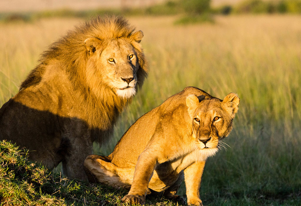 8 Day Rwanda Trips and African Big Cats Safaris in Uganda.jpg
