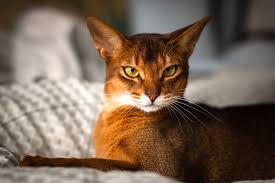 Abyssinian.jpg