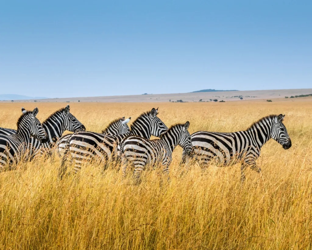 Best 5 Destinations for Kenya Safari.jpg