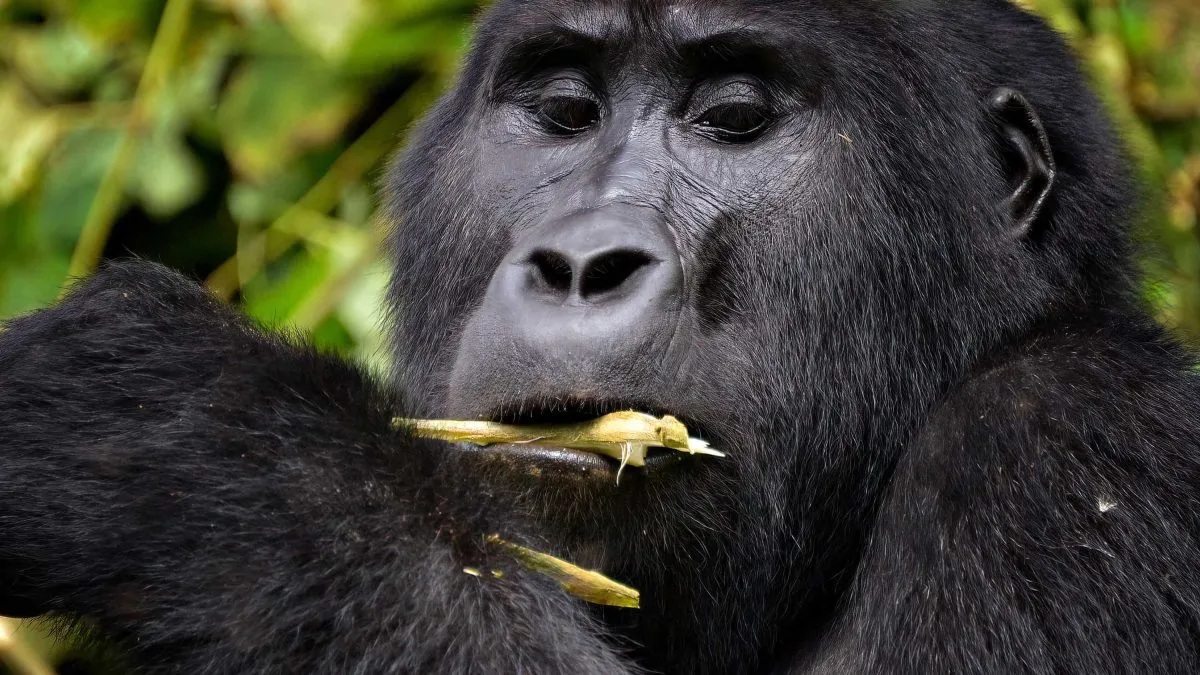 Best Attractions Not to Miss on Rwanda Safari Tour.jpg