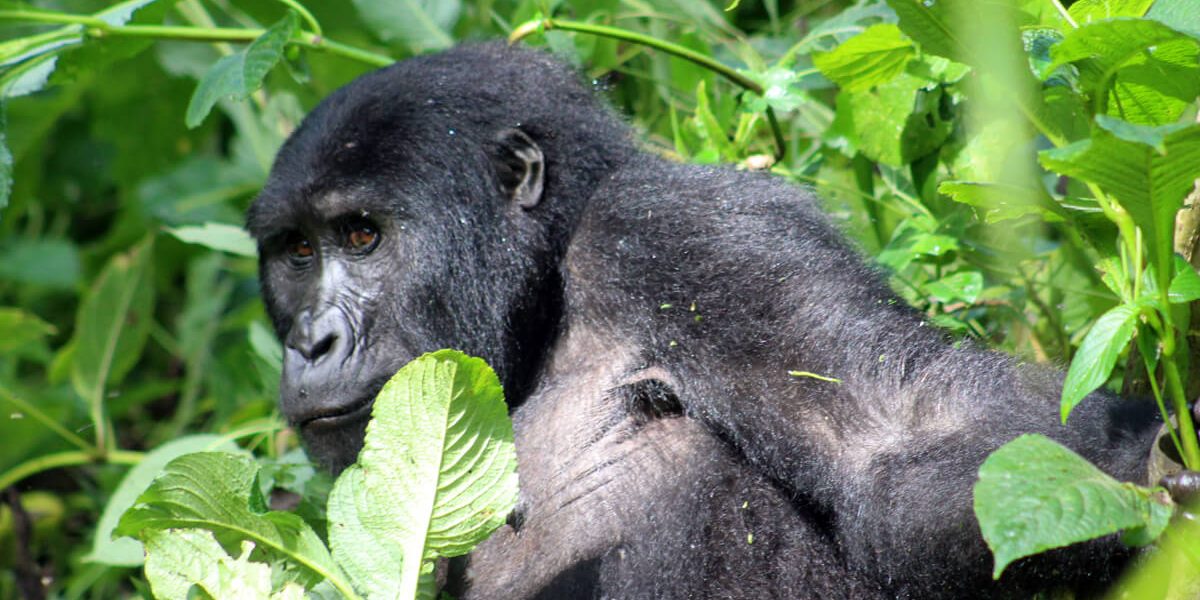 Best days to spend on Rwanda gorilla trekking tour..jpg