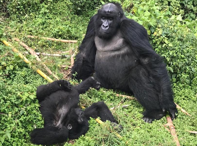 Best Facts About Rwanda Gorillas That Makes Them Special.jpg