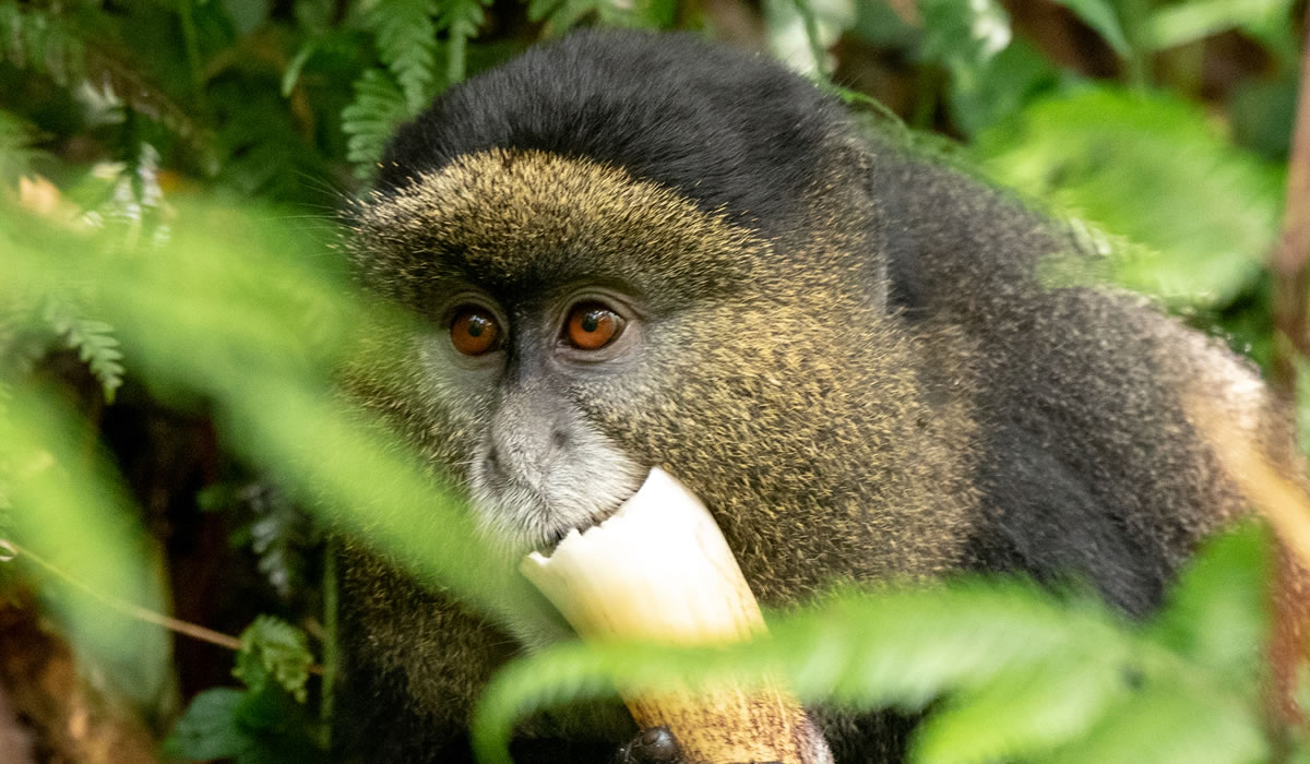 Best Reasons for Combining Gorillas and Golden Monkeys on Rwanda Safaris.jpg