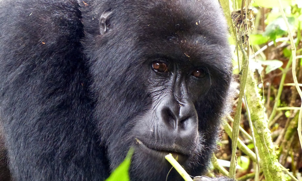 Best Rwanda Safari Experiences for Your Rwanda Vacations.jpg