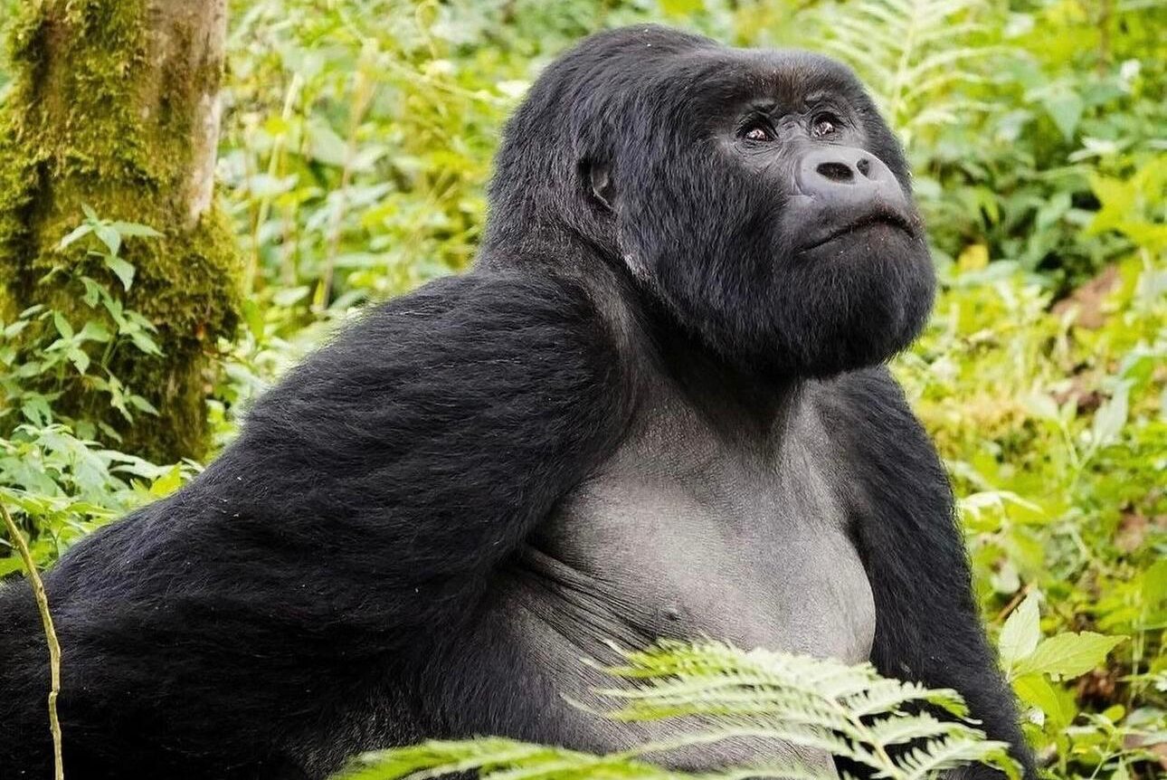 Best Steps for Booking Rwanda Primate Safari.jpeg