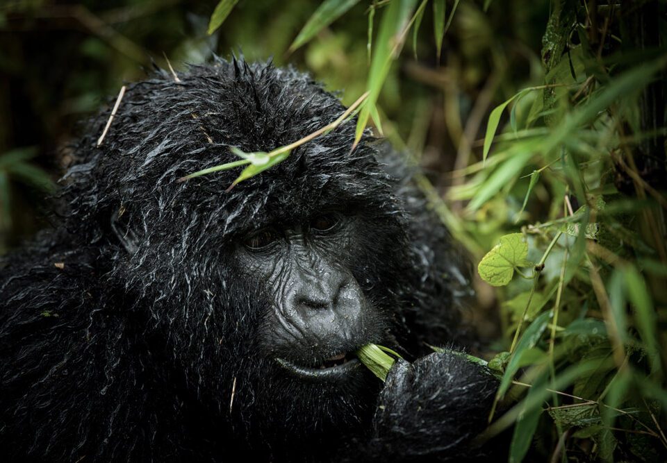 Best things to look for in Rwanda safari packages.jpg