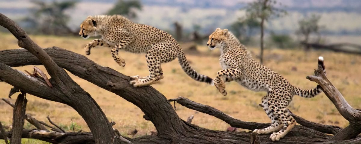 Best Time of Year to Go for African Safari Masai Mara.jpg