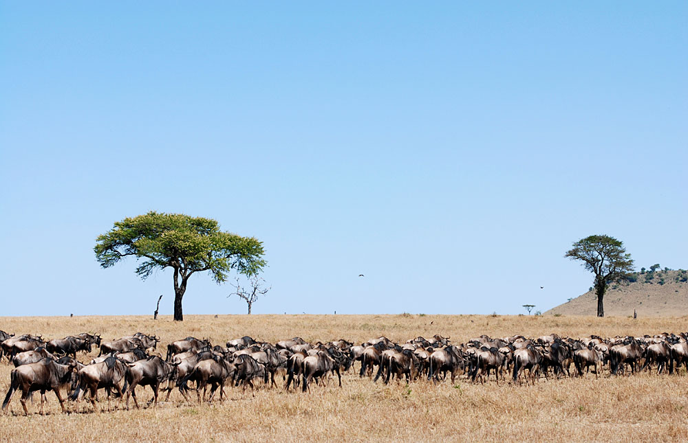 Best time to go for Africa Serengeti tours with clear weather.jpg