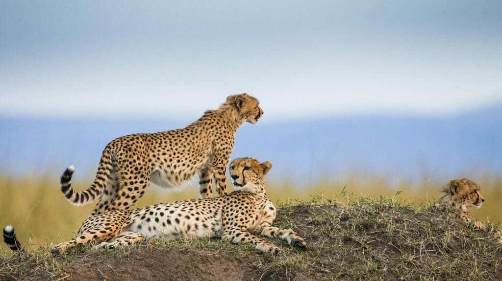 Best Tips for Big Cat Sighting on Tanzania Safari.jpg