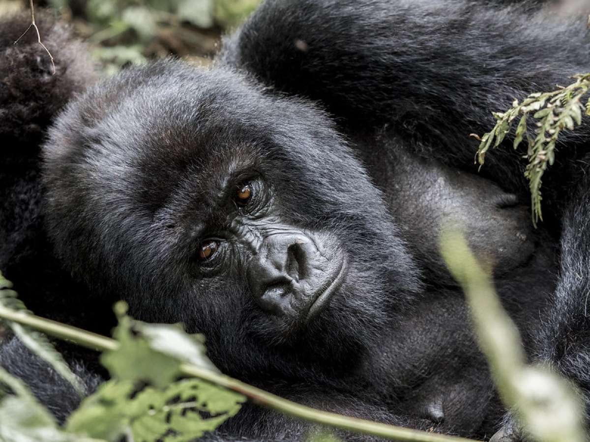 Best Tips for Pairing Tanzania Tours and Rwanda Gorilla Safari.jpg