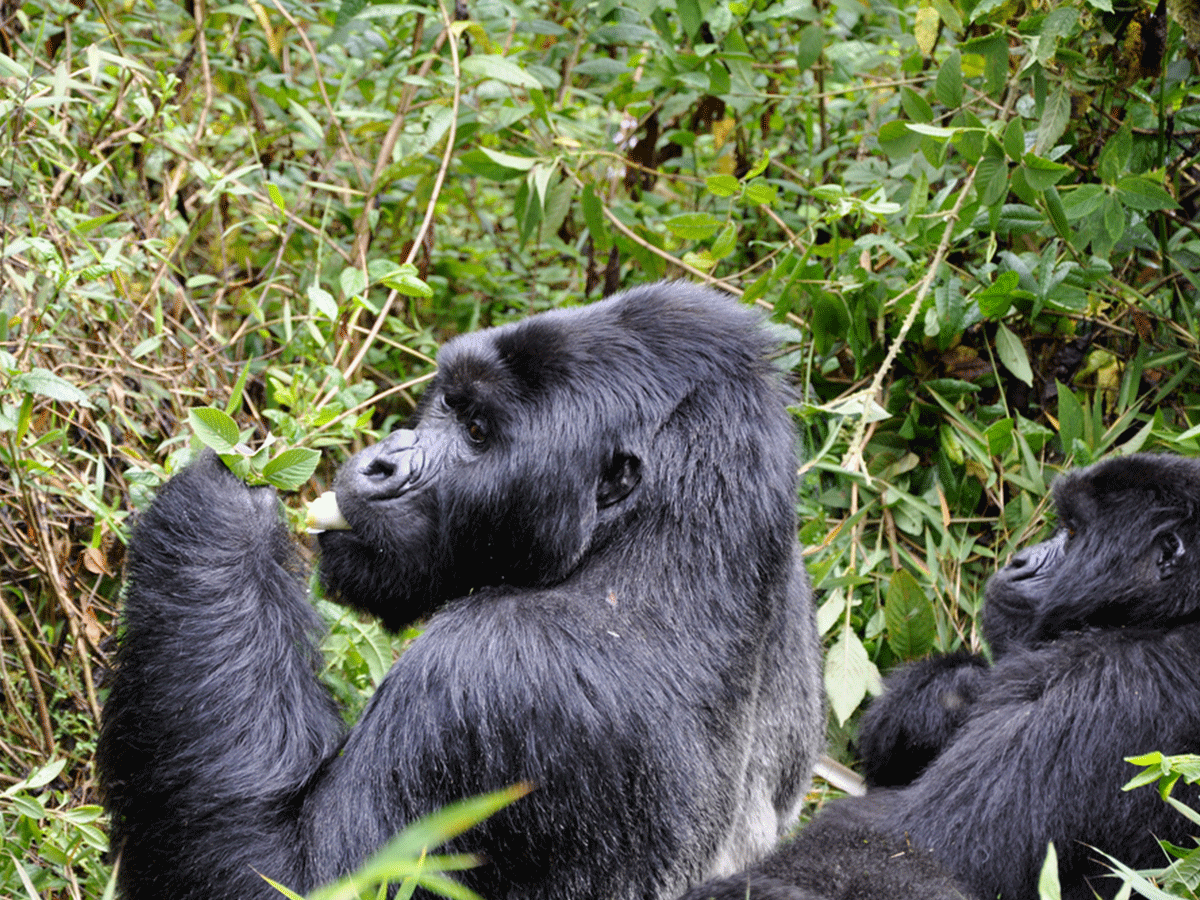 Best Way to Place a Safari Tour in Rwanda with Best Experience.png