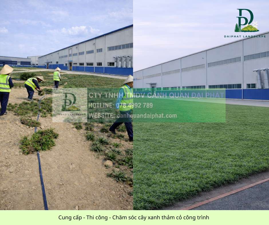Cung cấp thi công chăm sóc cây xanh thảm cỏ công trình Đồng Nai  070326 1.jpg