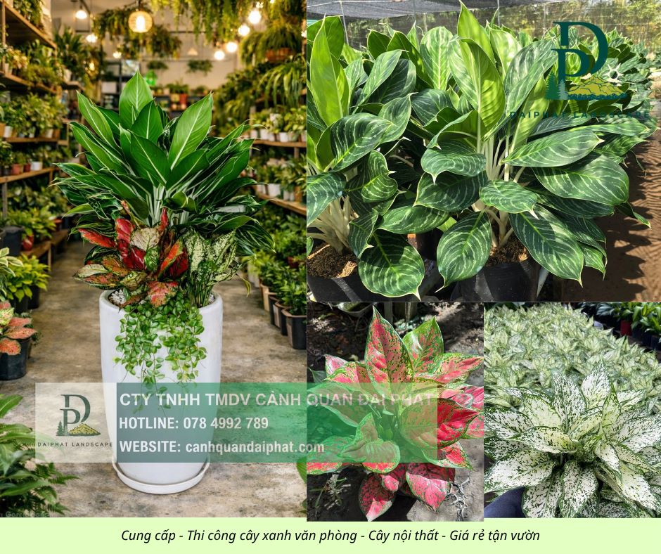Cung cấp thi công chăm sóc cây xanh văn phòng  200426 4.jpg