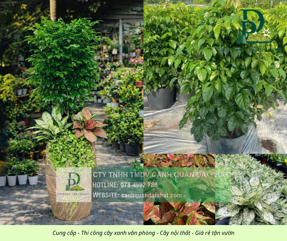Cung cấp thi công chăm sóc cây xanh văn phòng  200426 6.jpg