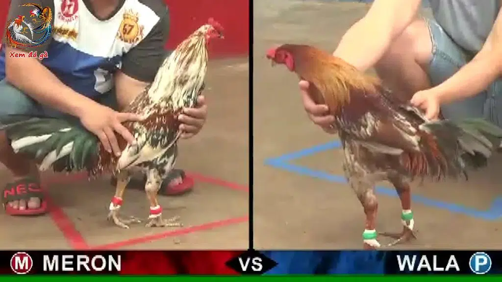 daga-campuchia.png