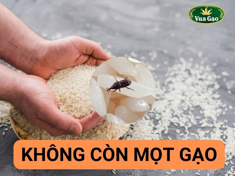gạo bị mọt.jpg
