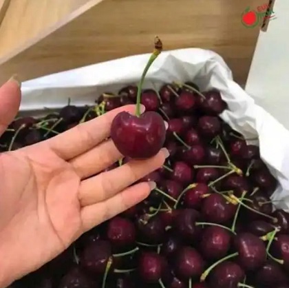 giotraicay.jpg