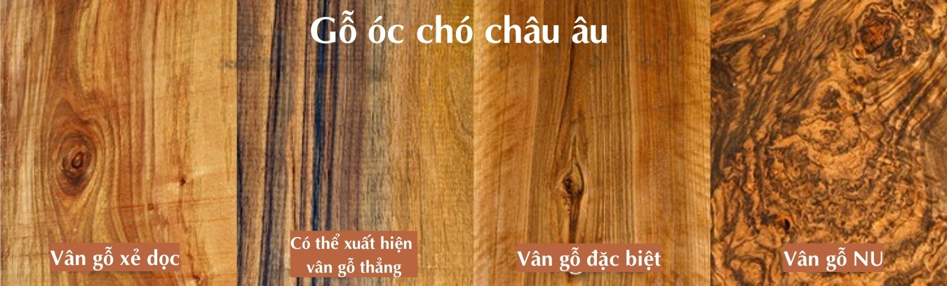 Go-oc-cho-la-gi.jpg