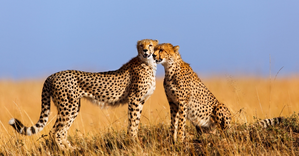 How to best combine Kenya Tanzania safaris1.jpg