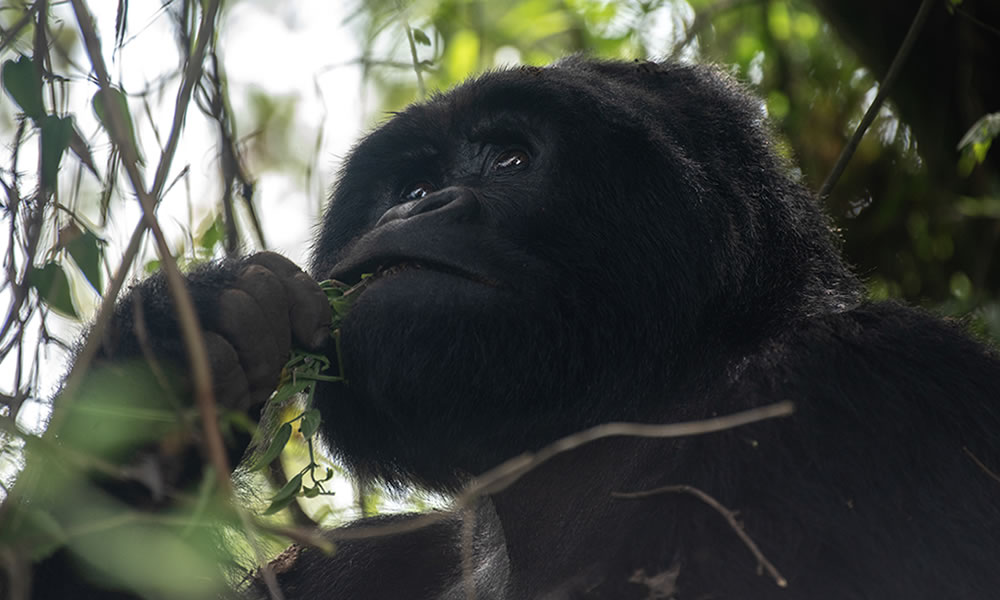 How to Choose a Best Rwanda Safari Packages.jpg