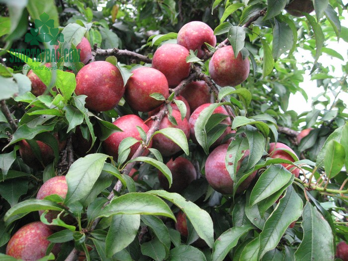 Mận hậu tươi ngon tại vườn.png