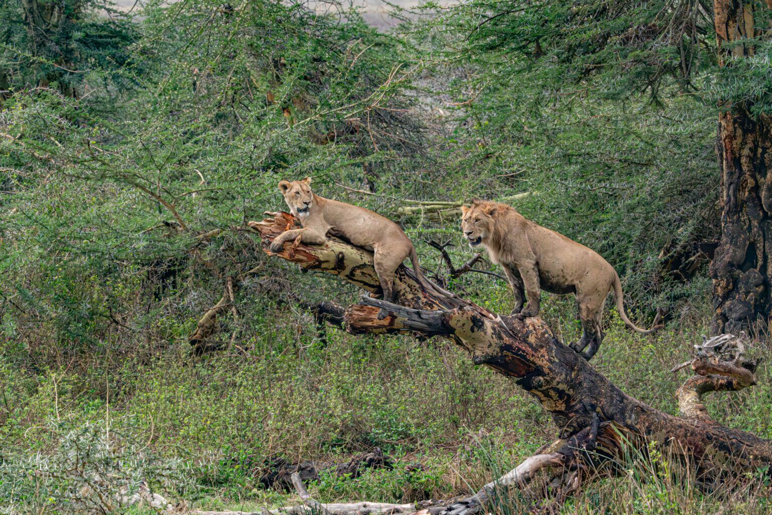 Ngorongoro Crater The Predator’s Haven in Tanzania Wildlife.jpg