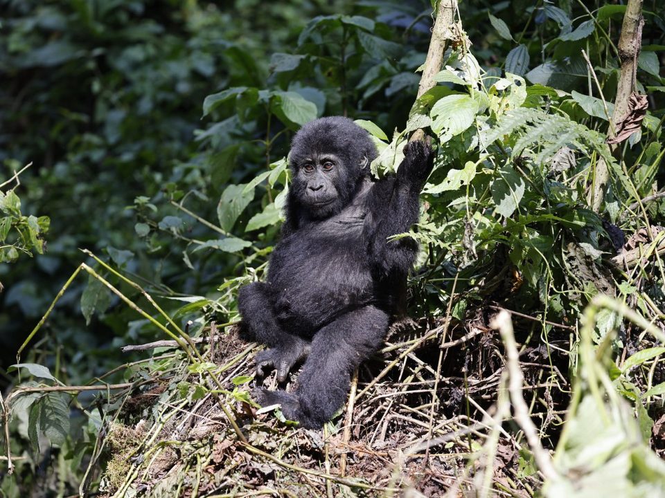 Rwanda gorillas.jpg