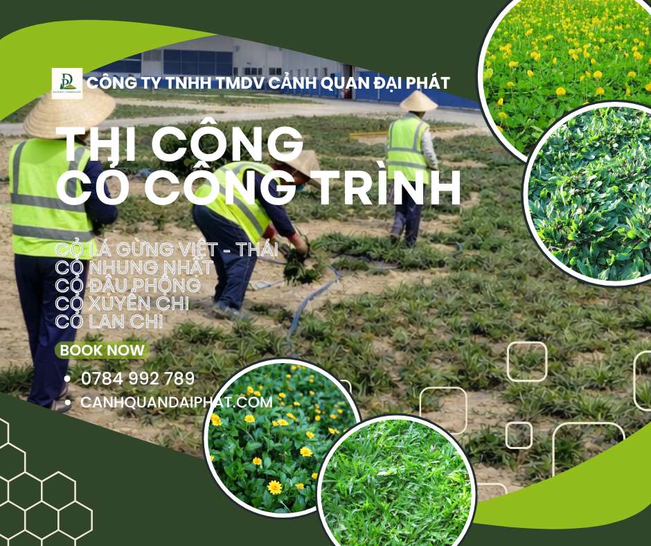 thi công cỏ công trình nhà máy nhà xưởng Đồng Nai 1.jpg