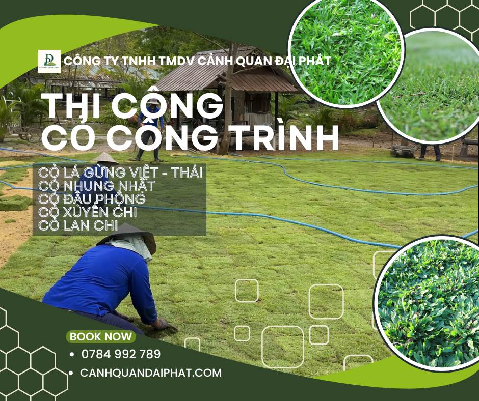 thi công cỏ nhung nhật nhà máy nhà xưởng Đồng Nai 5.jpg