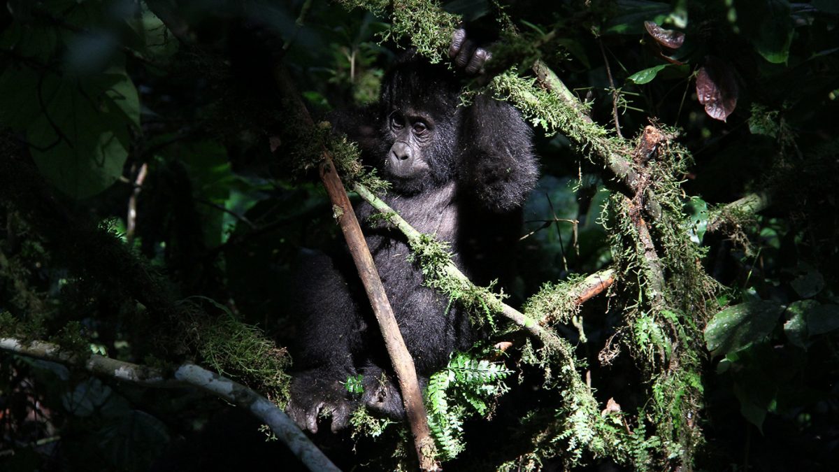 Top 5 Cheapest Uganda Gorilla Safari Deals.jpg