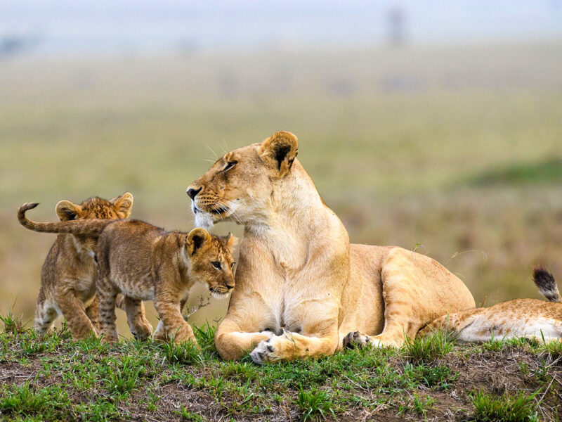 Top 5 Highlights of Serengeti Safari Tour.jpg
