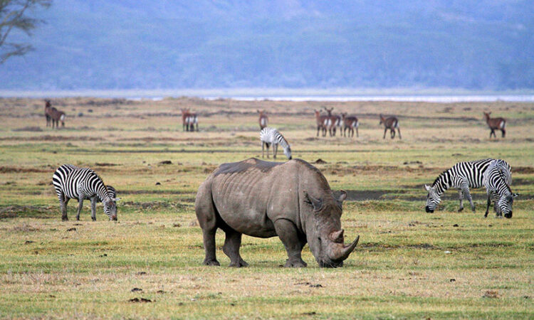 Top 5 Most Visited Tanzania Safari Destinations Now.jpg