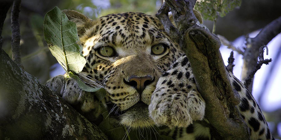 Top 7 Best Experiences on Tanzania Tour Safari.jpg
