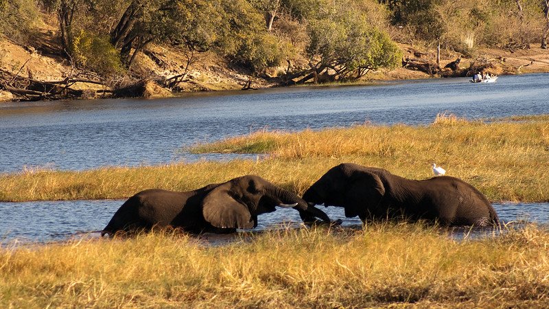 Top 7 things to do in chobe National park on Botswana safari tours.jpg