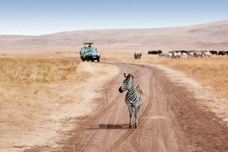 Top 7 Tips for Experiencing Serengeti Safari Tours at Low Cost.jpg