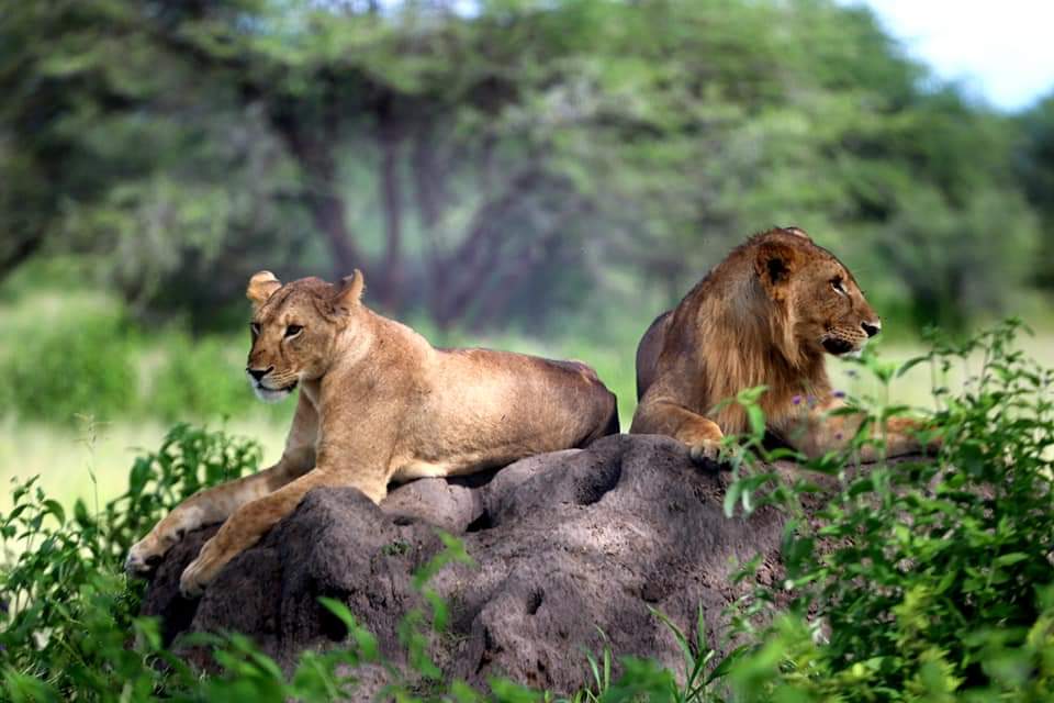 Top Best Safari in Tanzania Now for Your Safari Tour.jpg