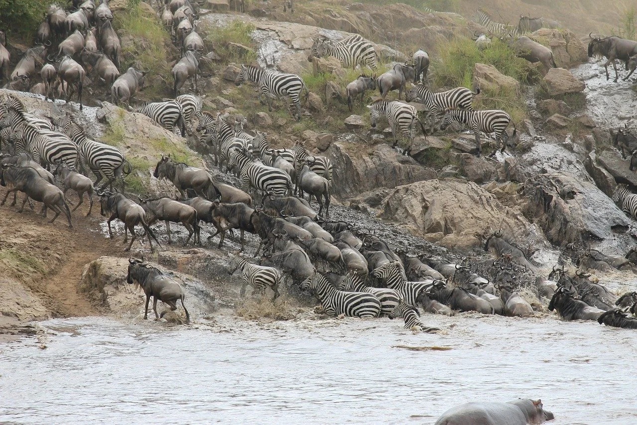 Top Interesting Facts About Wildebeest Migration on Tanzania Safaris.jpg