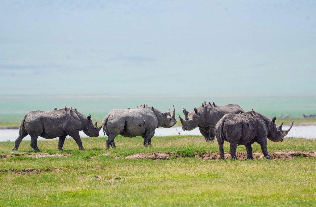 Top Rated Safaris in Tanzania You Must Visit for Safari Tour.jpg