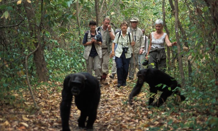 Top Things to Do on Tanzania Tours in Mahale National Park.jpg