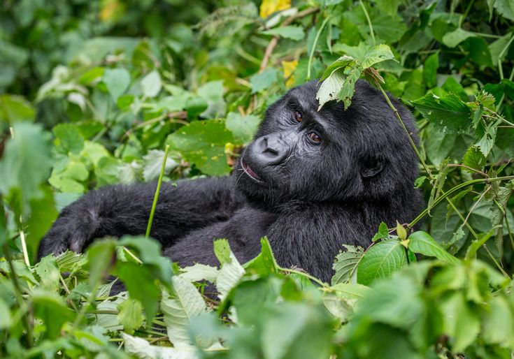 Top Tips for Gorilla Tracking Uganda.jpg