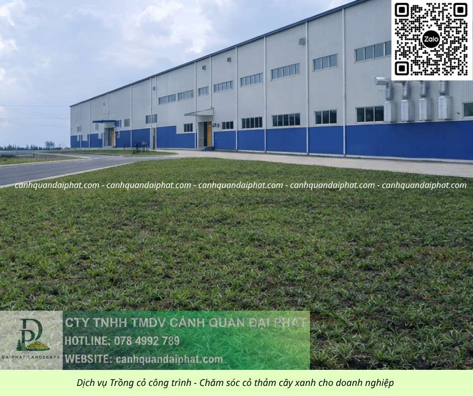 Trồng cỏ Đồng Nai 020526 2.jpg