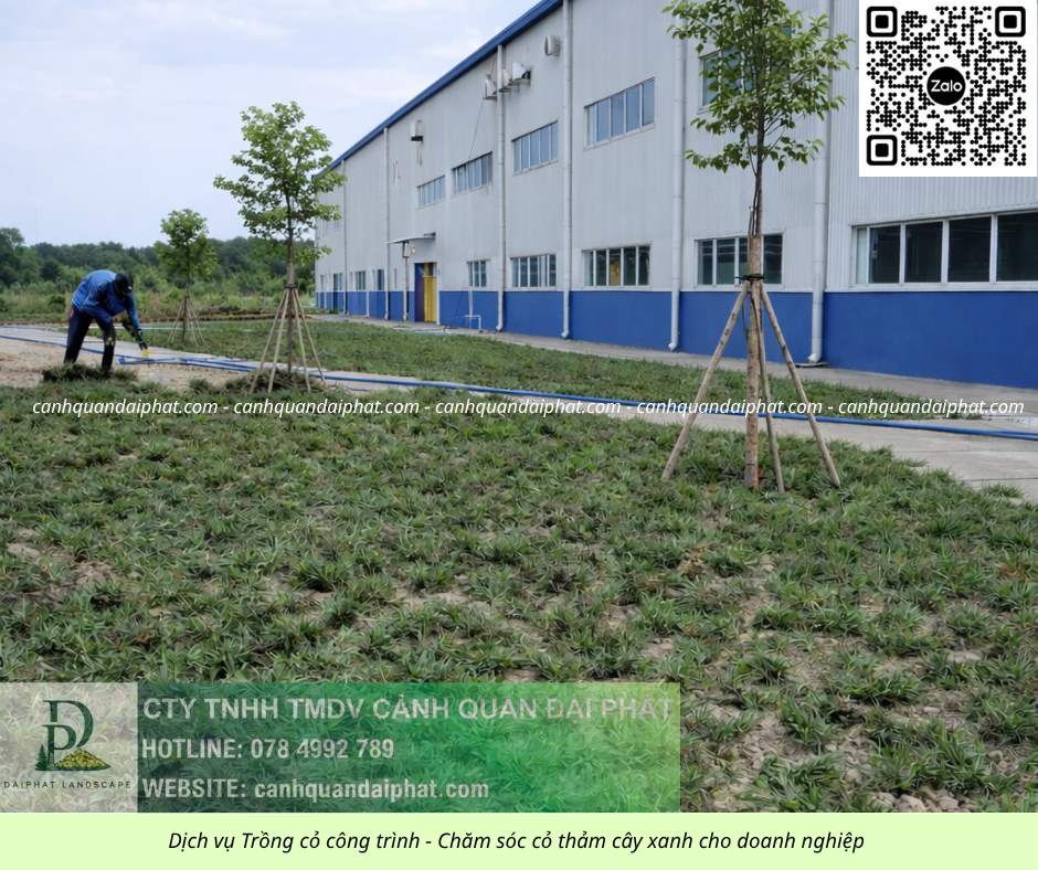 Trồng cỏ Đồng Nai 020526 3.jpg
