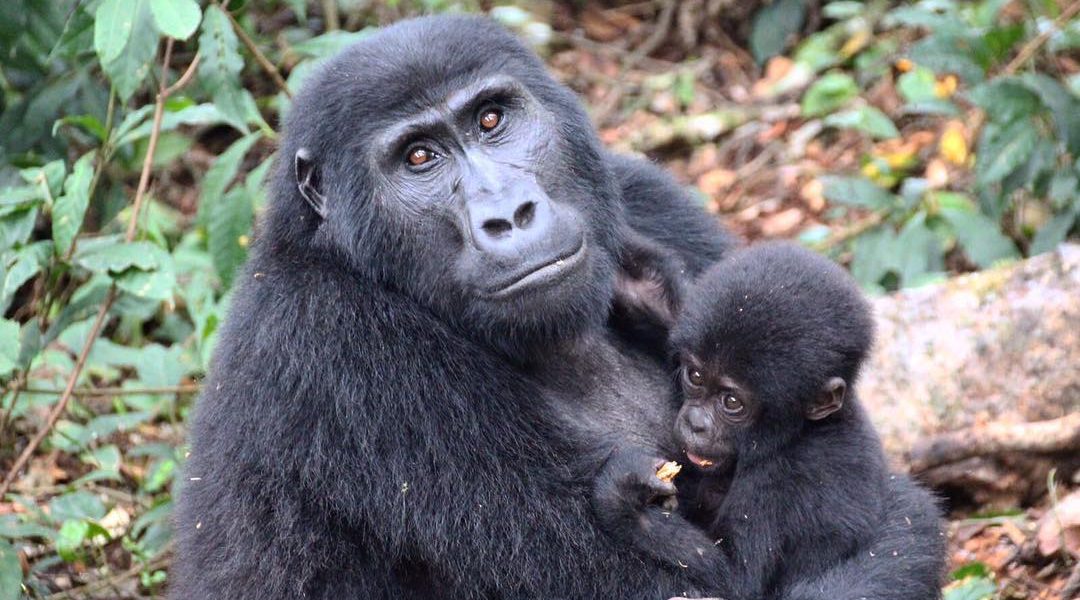 What is the age restriction for Rwanda gorilla trek2.jpg