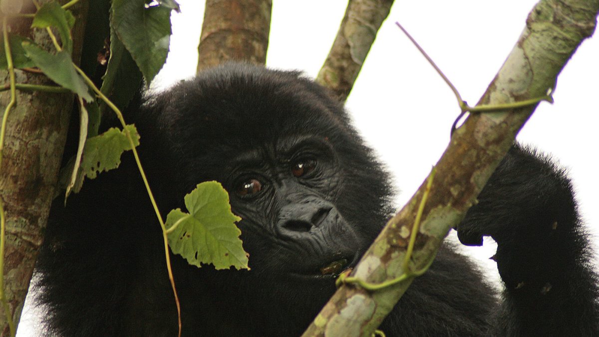 Why Do Double Rwanda Gorilla Trekking Tours.jpg