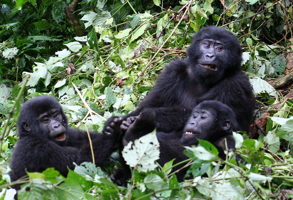 Why Visit the Gorillas in Rwanda During the Dry Months.jpg