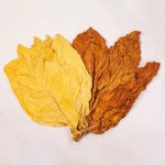 Burley and Virginia tobacco leaves.jpg