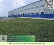 Trồng cỏ Đồng Nai 020526 2.jpg