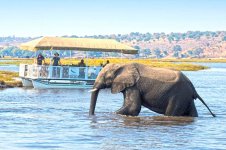7 Day Safari in Botswana and Victoria Fall Adventure.jpg