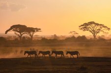 How to save money on Kenya safari tours.jpeg